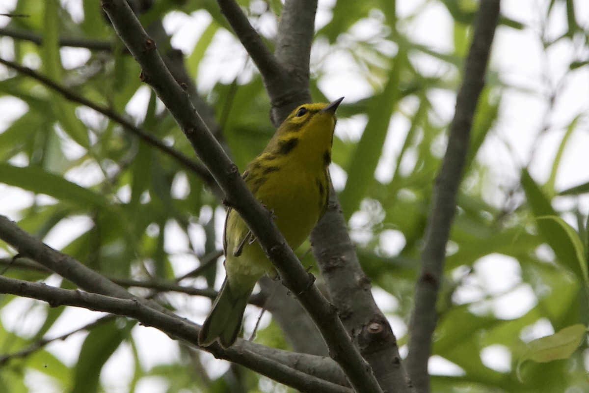 Prairie Warbler - ML444441951