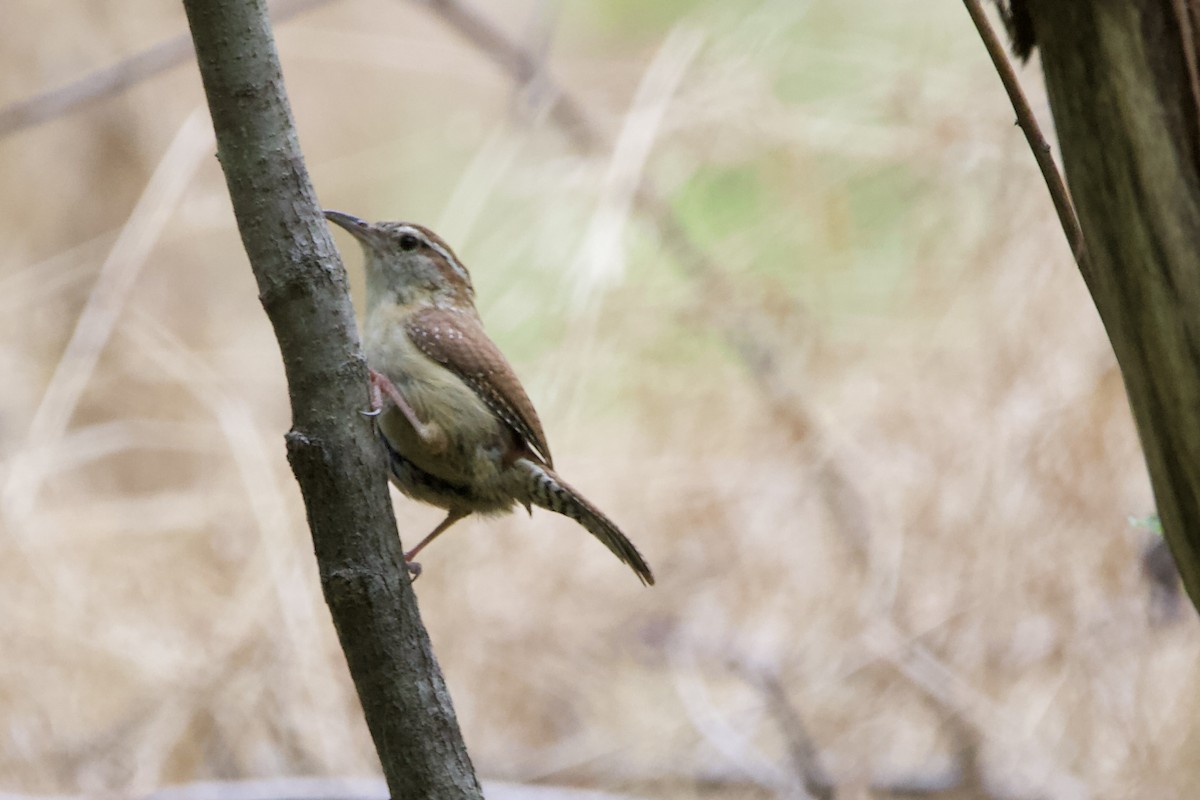 Carolina Wren - ML444442491