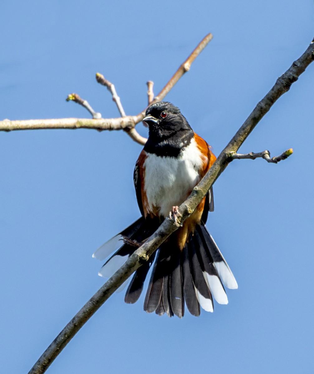Eastern Towhee - ML444442681