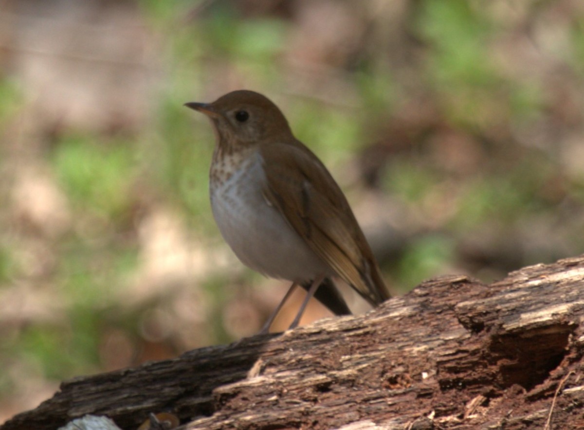 Veery - ML444444211