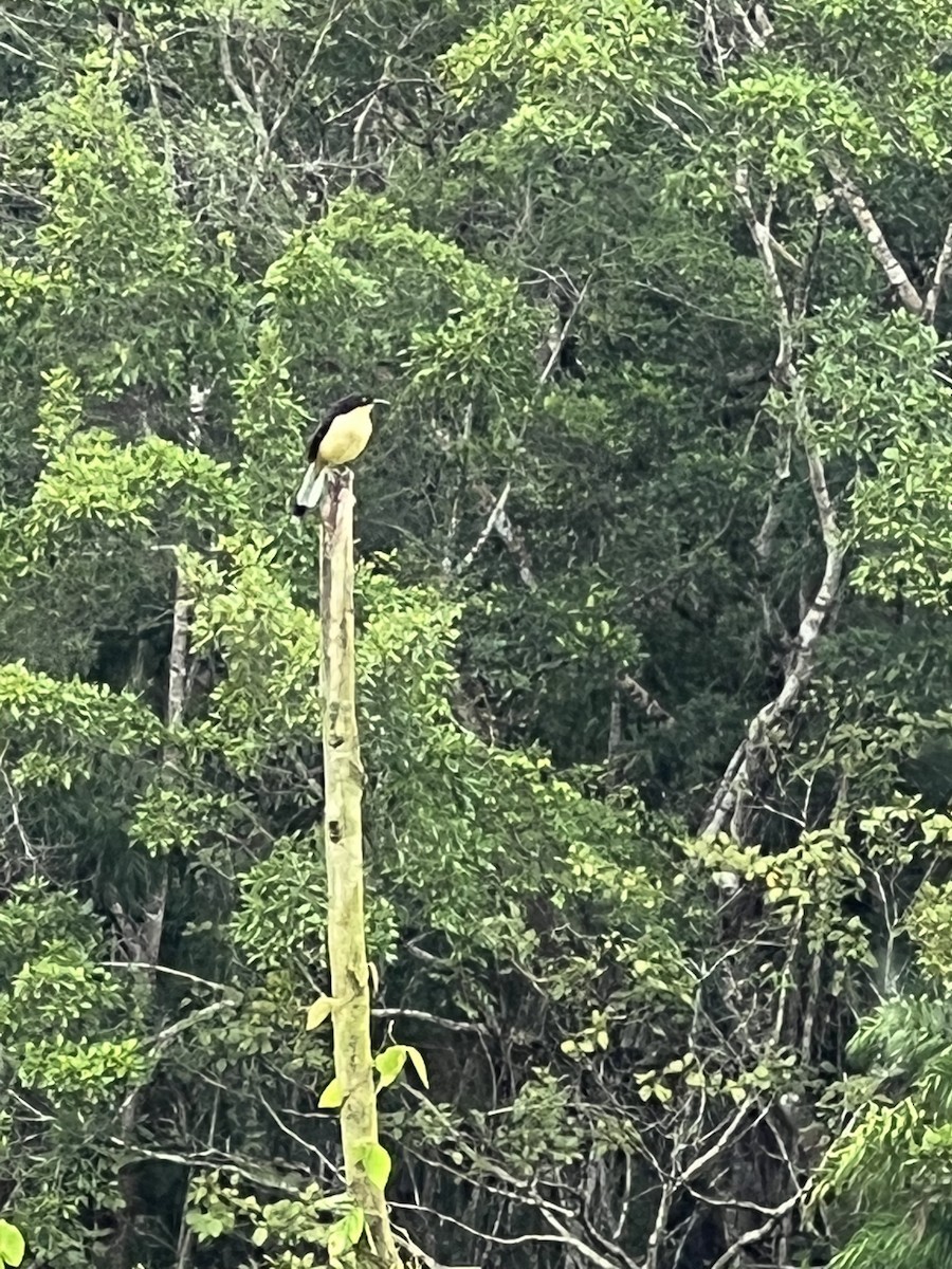 Black-capped Donacobius - ML444444301