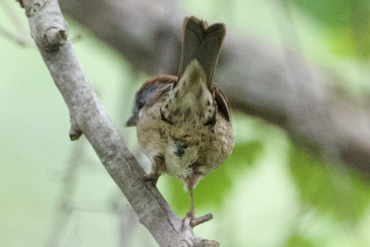 Swamp Sparrow - ML444444331