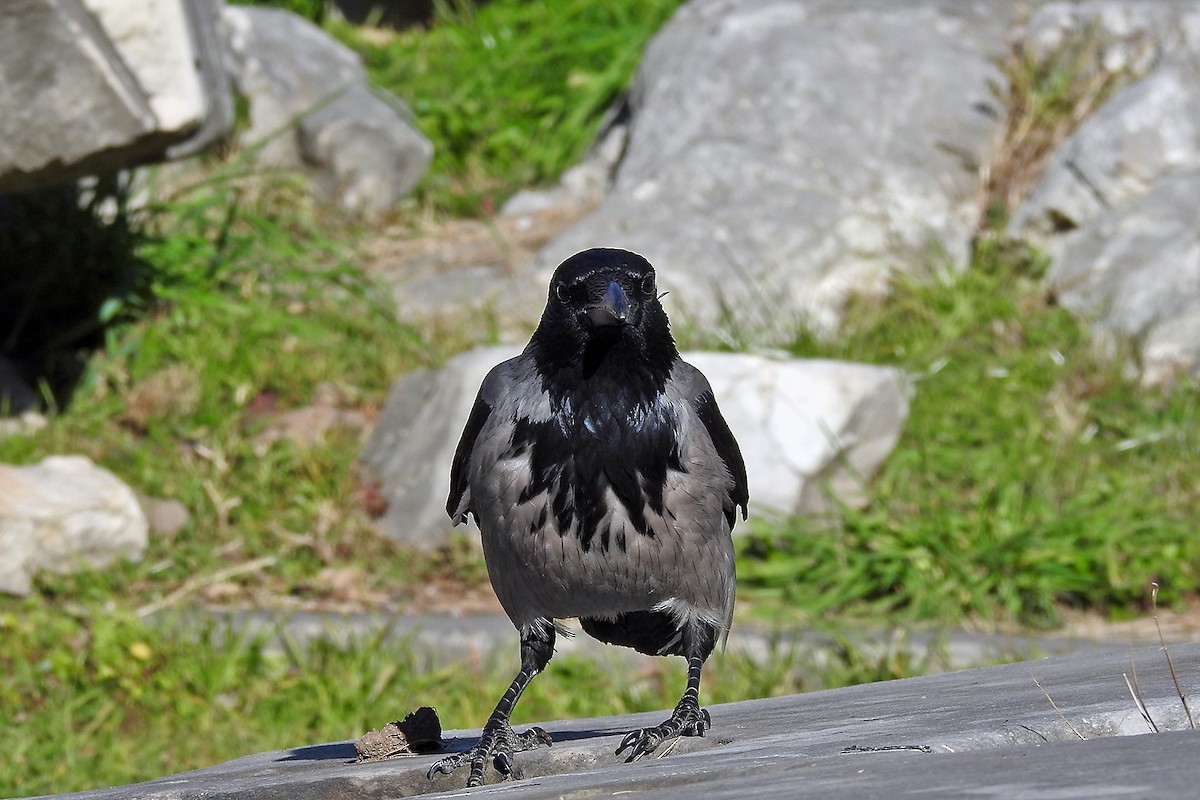 Hooded Crow - ML44444451