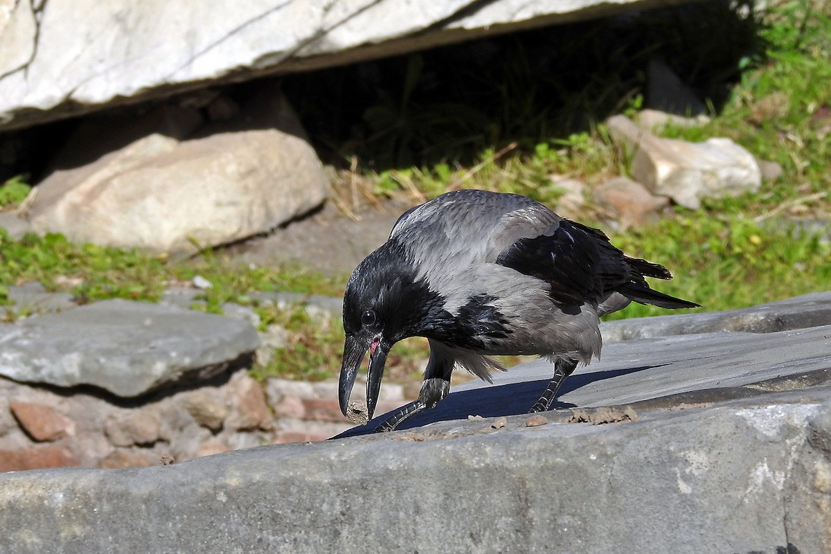 Hooded Crow - ML44444481