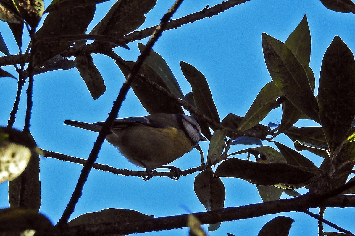 Eurasian Blue Tit - ML44444511