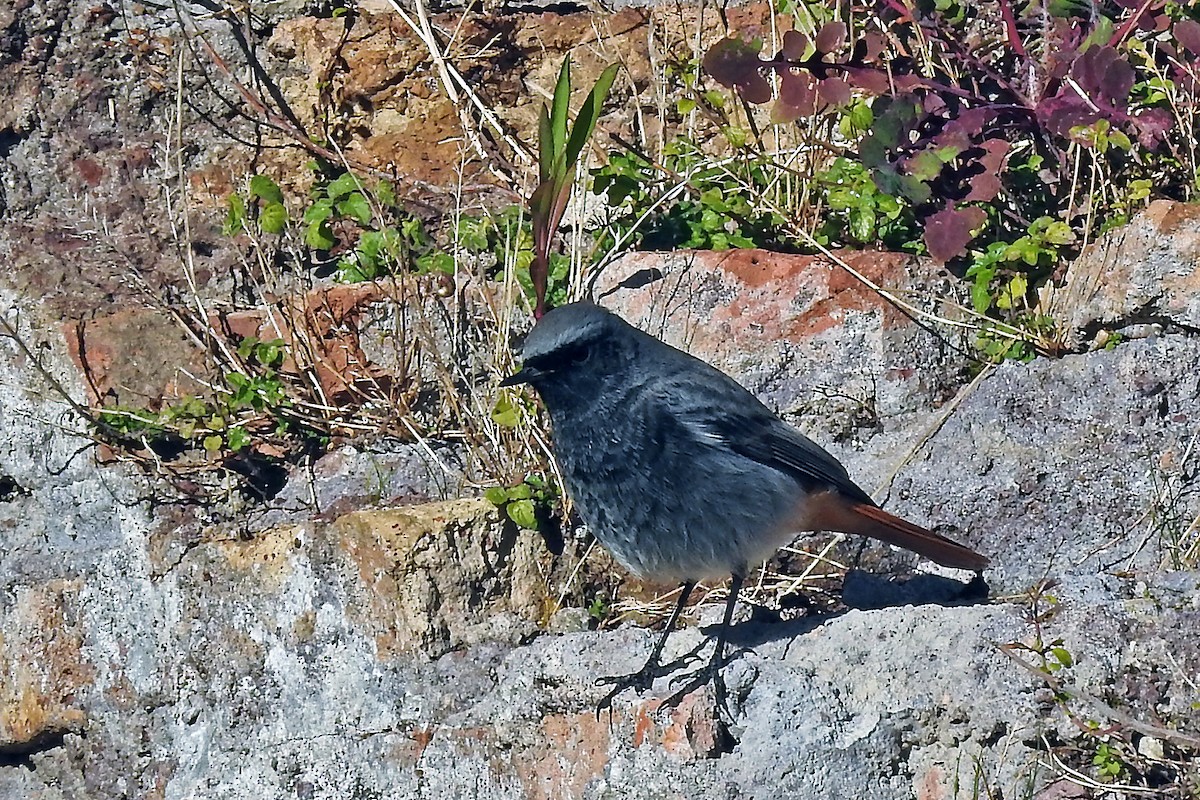 Black Redstart - ML44444591