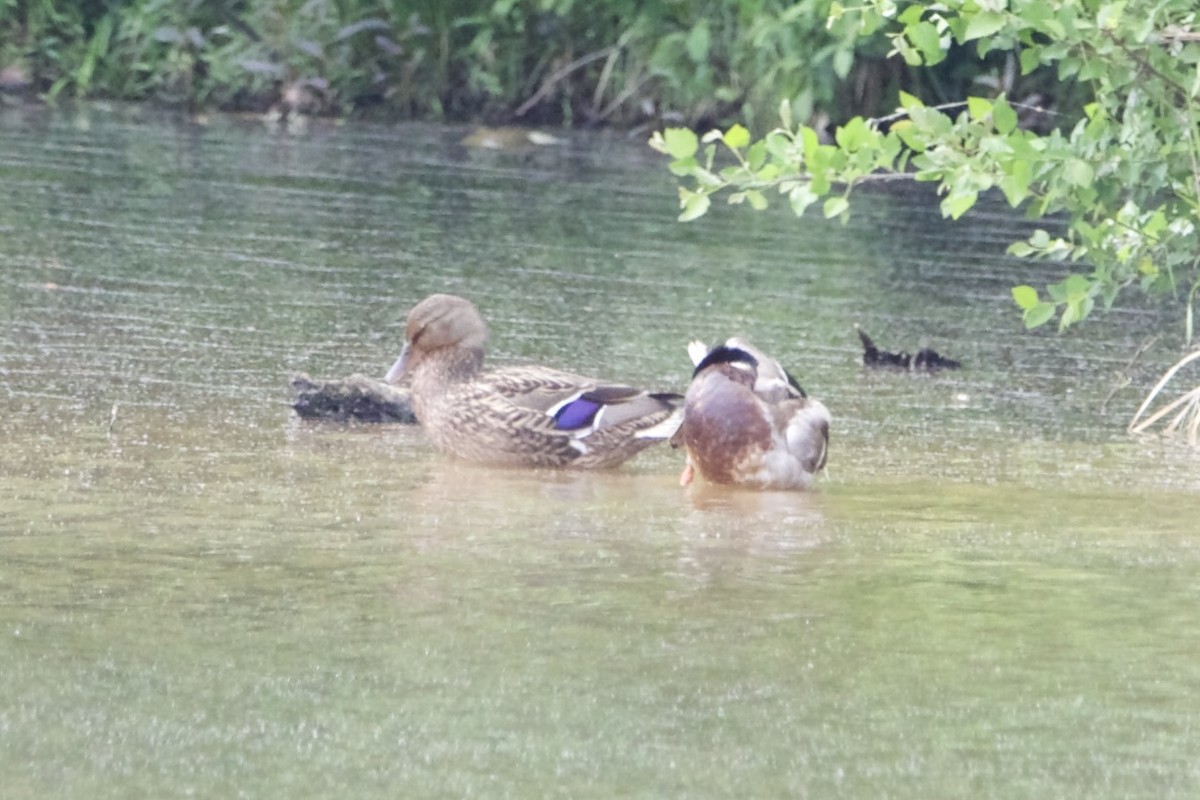 Mallard - ML444446951
