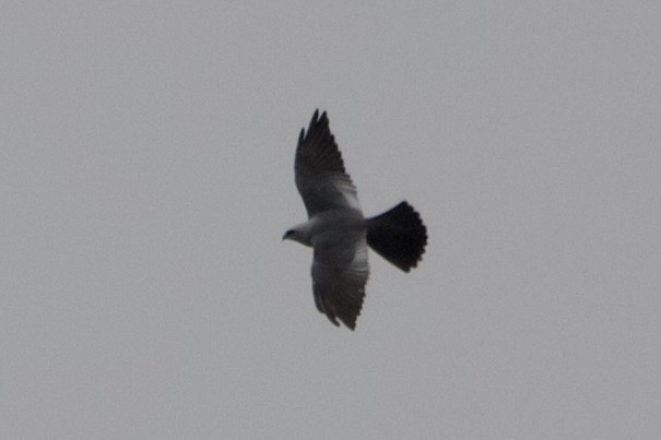 Mississippi Kite - ML444447071