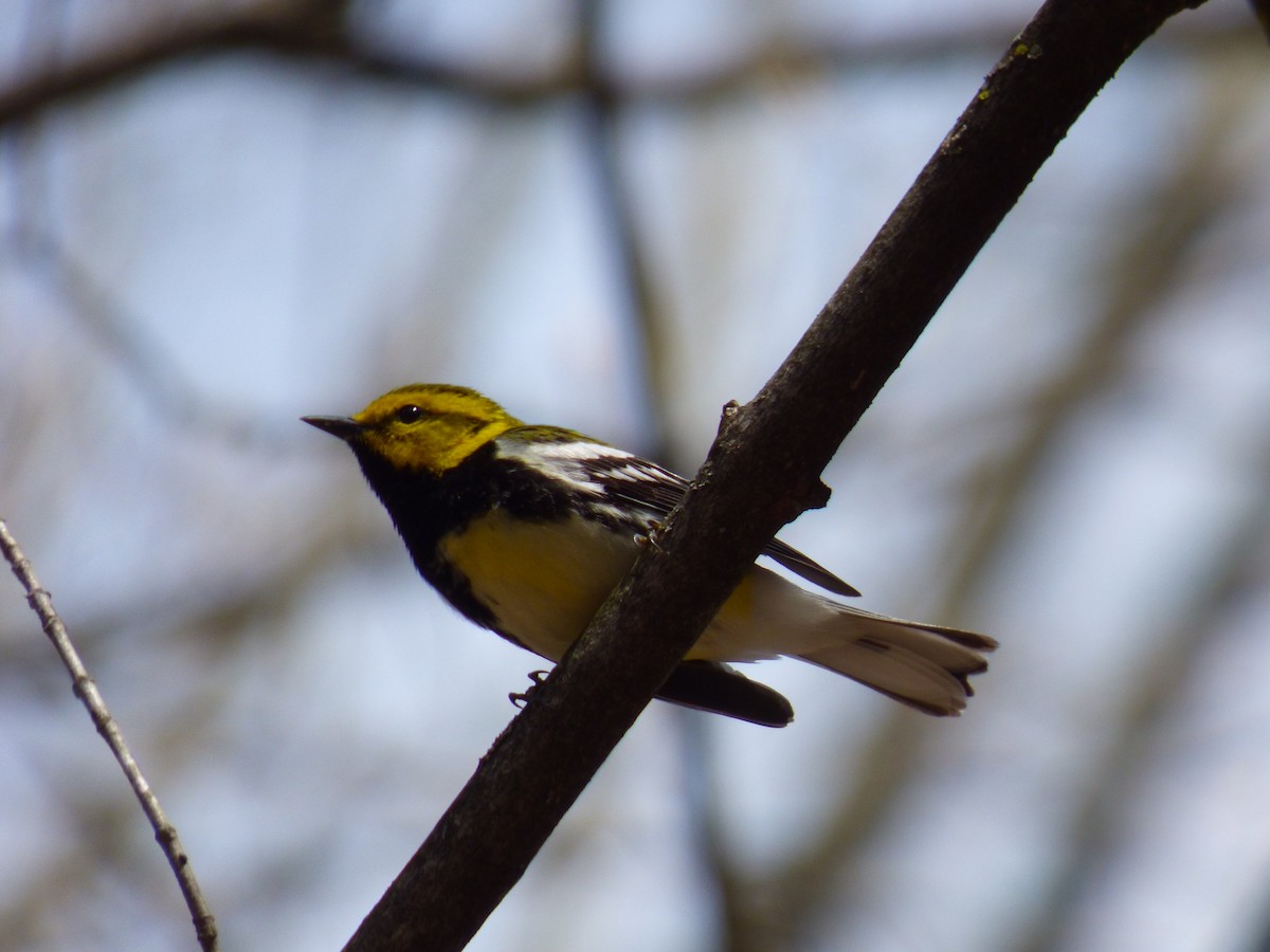 Black-throated Green Warbler - ML444447661