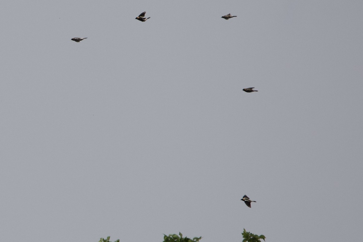 Bobolink - ML444447761