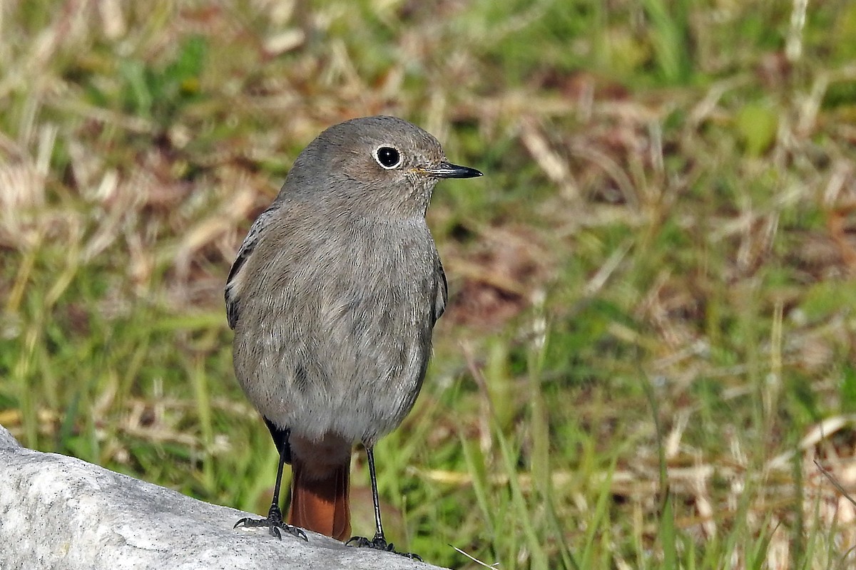 Black Redstart - ML44444851