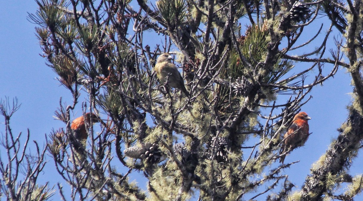 紅交嘴雀 - ML444449701