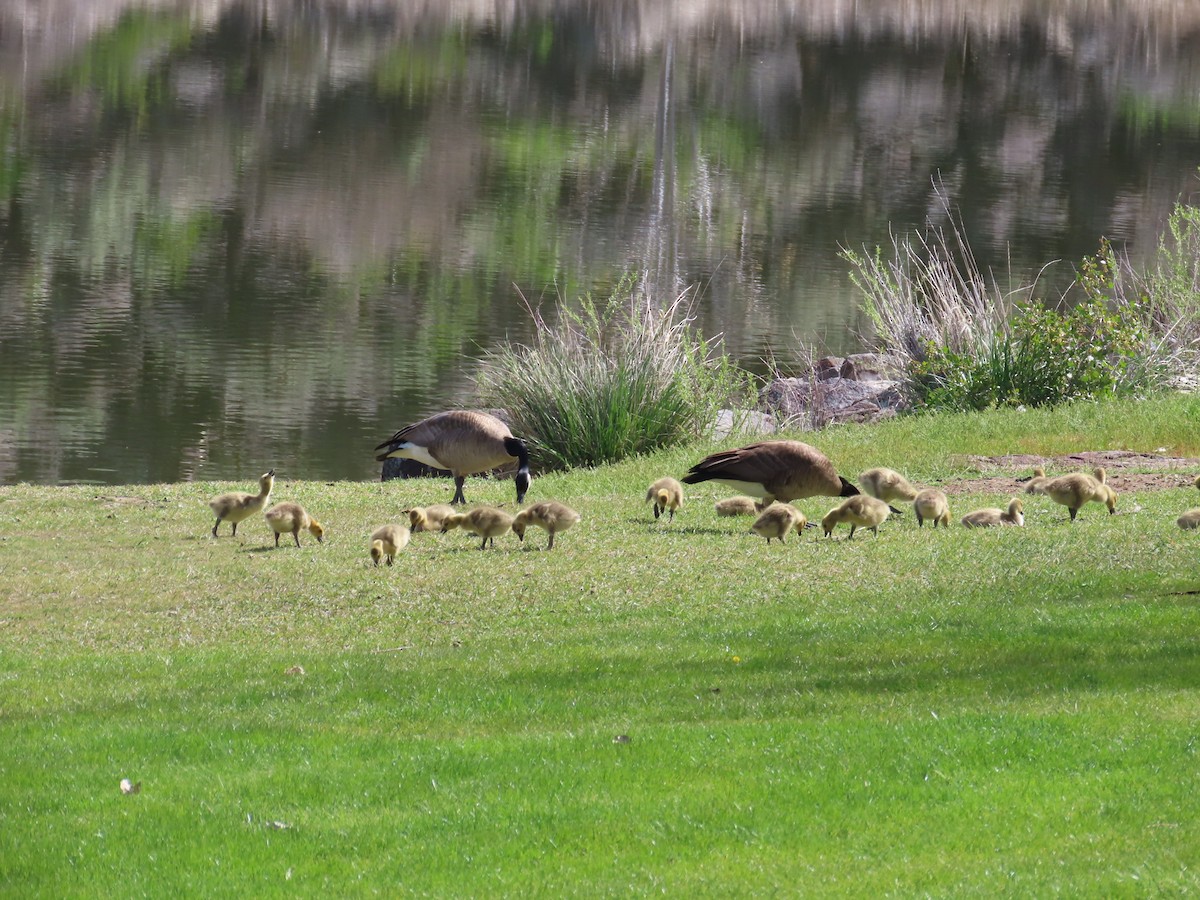 Canada Goose - ML444449781