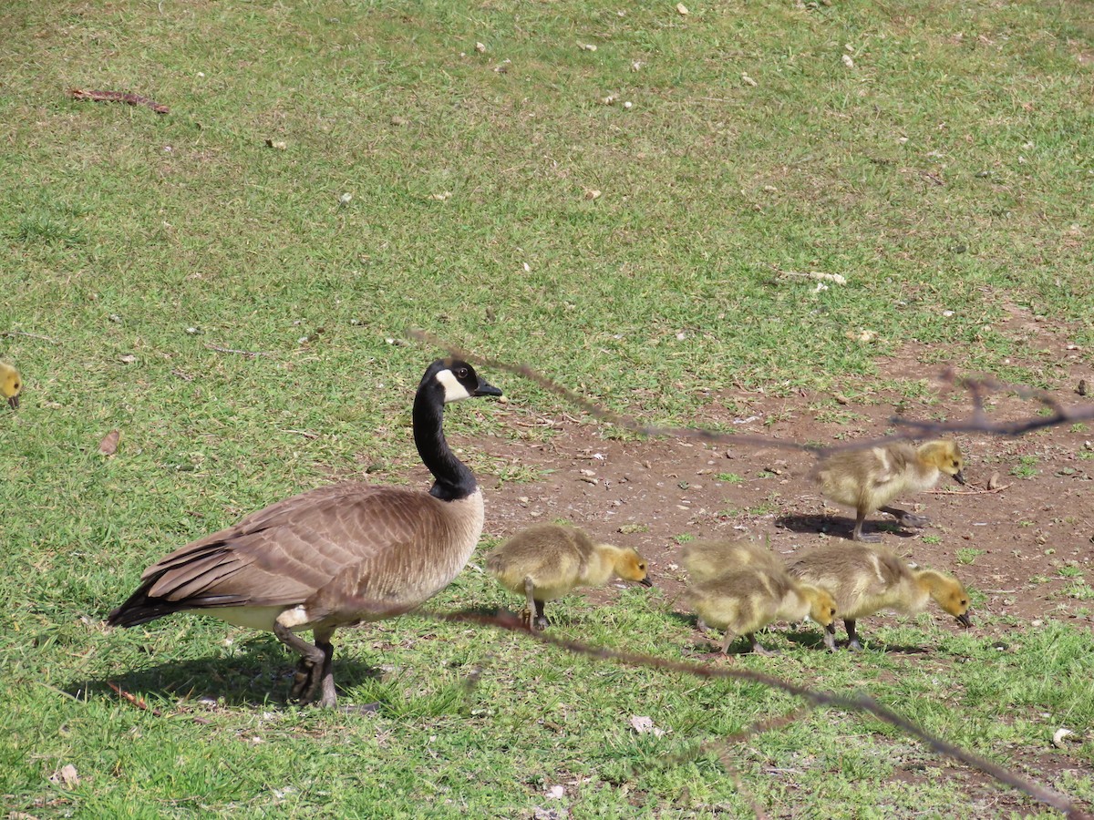 Canada Goose - ML444449801