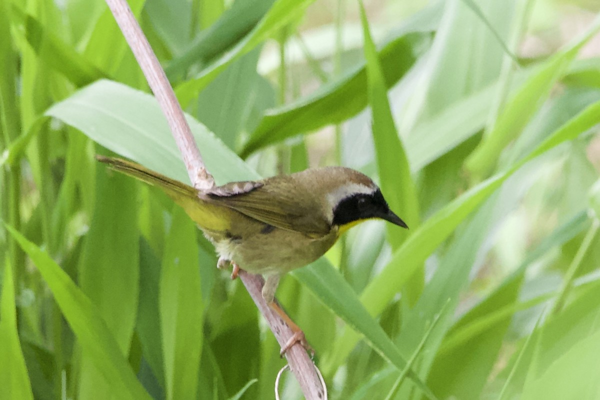 Common Yellowthroat - ML444449821