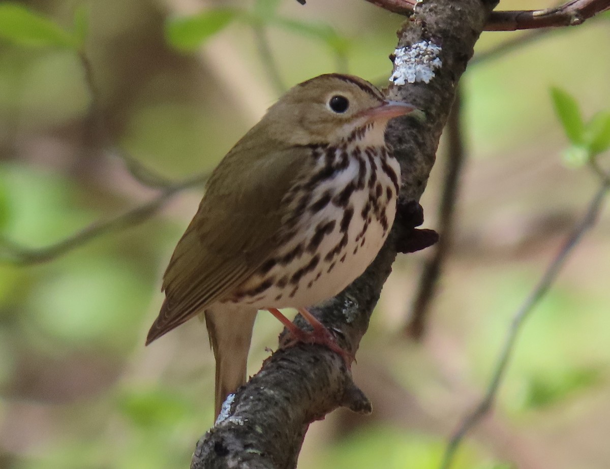 Ovenbird - ML444450601
