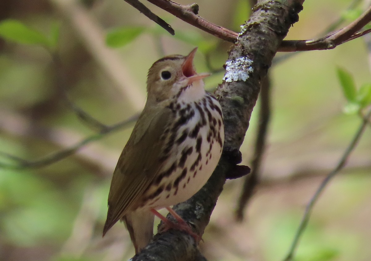 Ovenbird - ML444450631