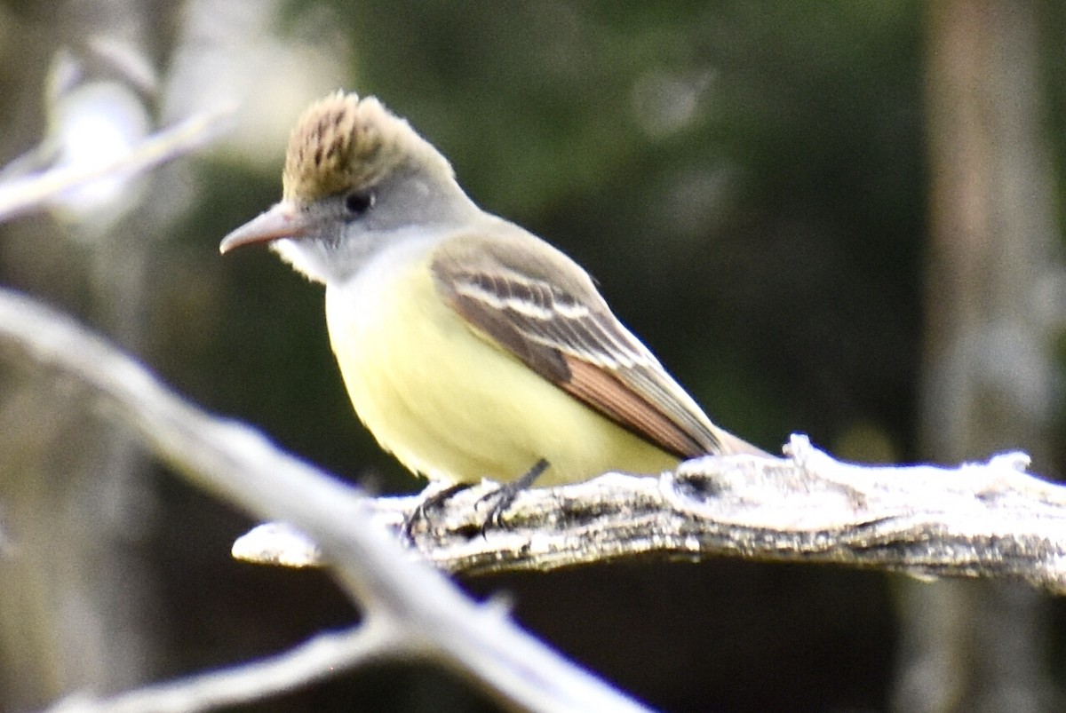 Great Crested Flycatcher - ML444450681