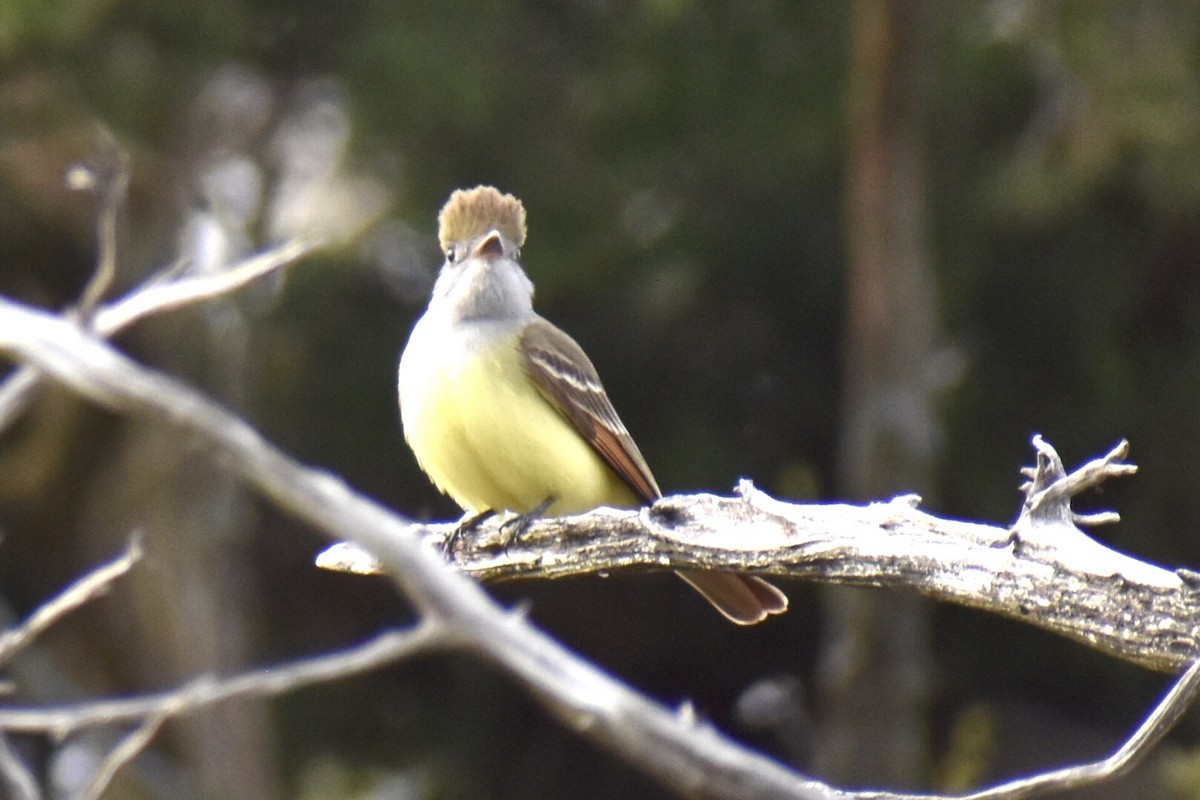Great Crested Flycatcher - ML444450691