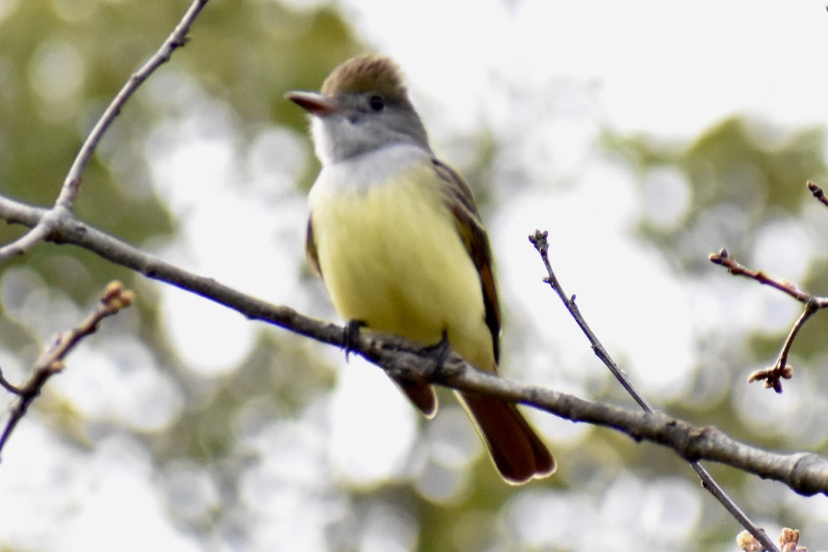 Great Crested Flycatcher - ML444450701