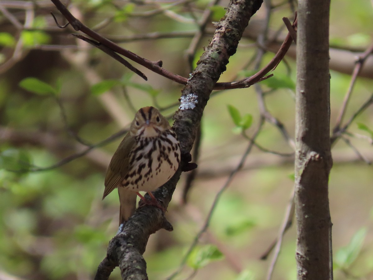 Ovenbird - ML444450831
