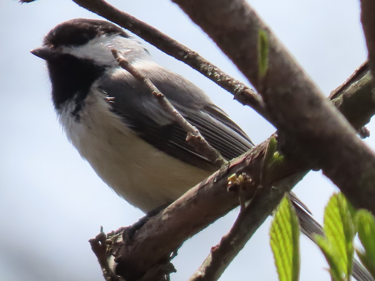 Black-capped Chickadee - ML444450941