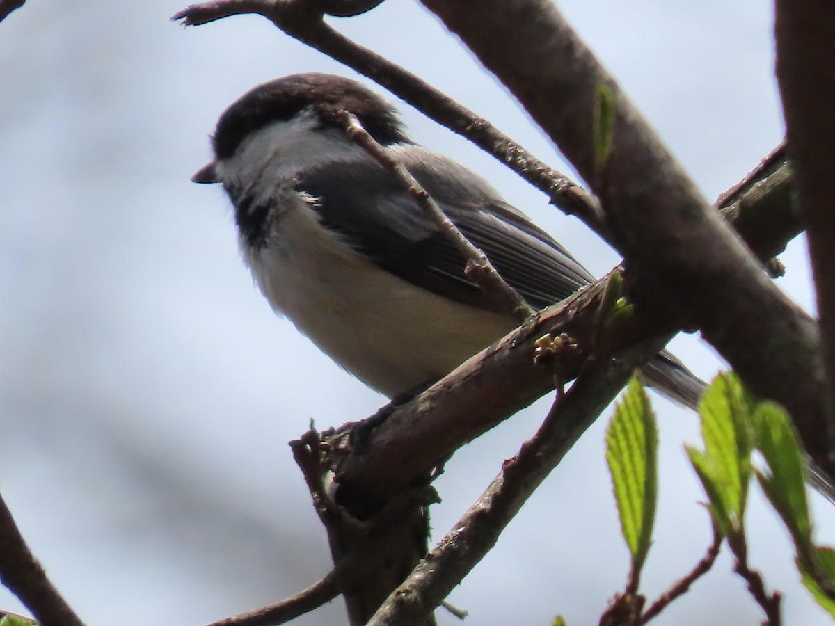 Black-capped Chickadee - ML444450971