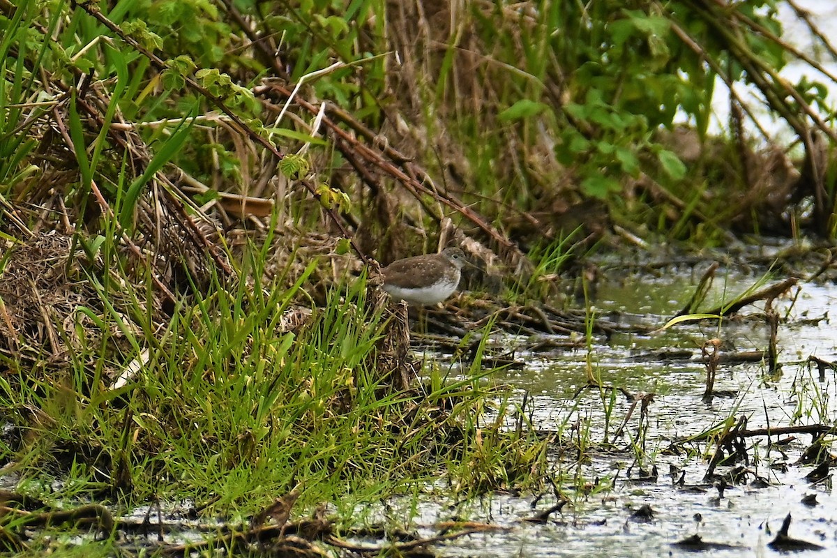 Solitary Sandpiper - ML444450991