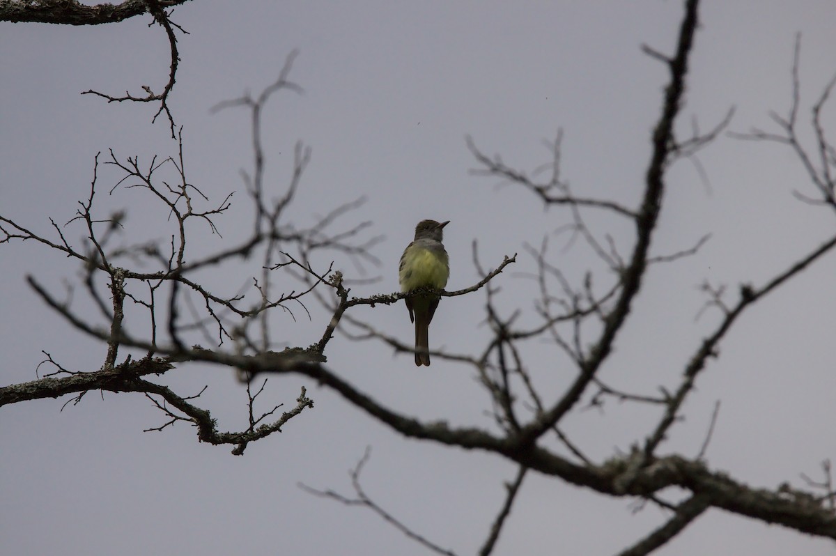 Great Crested Flycatcher - Phoebe Hill
