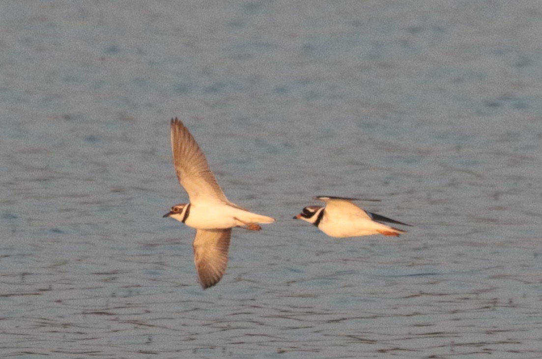 Little Ringed Plover - ML444452341