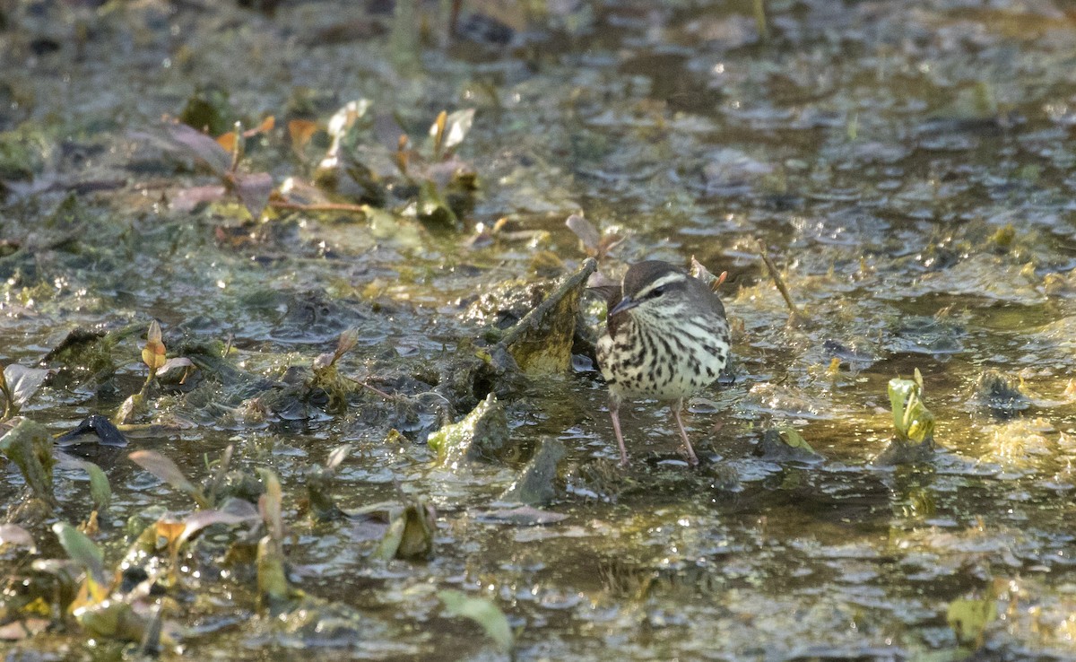 Northern Waterthrush - Matthew Skalla