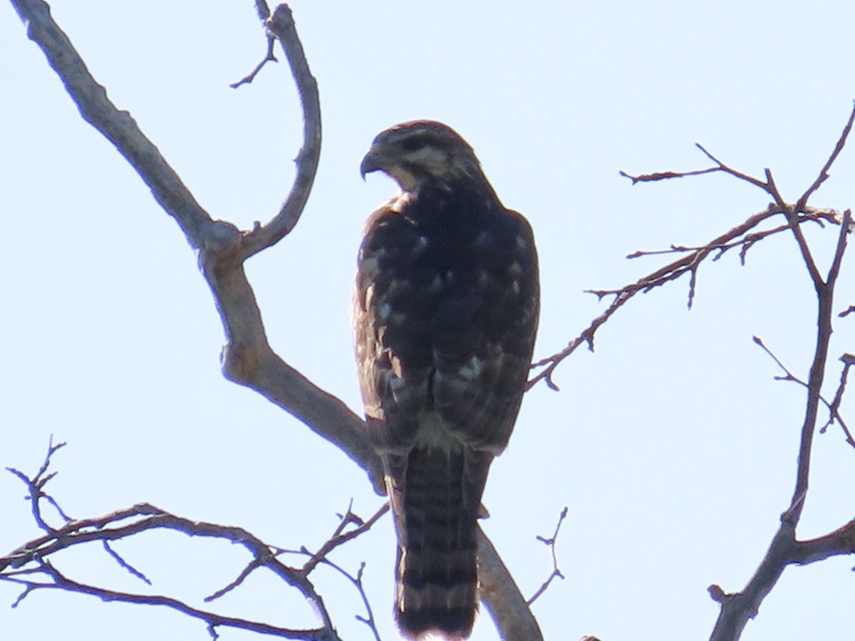 Gray Hawk - ML444455181