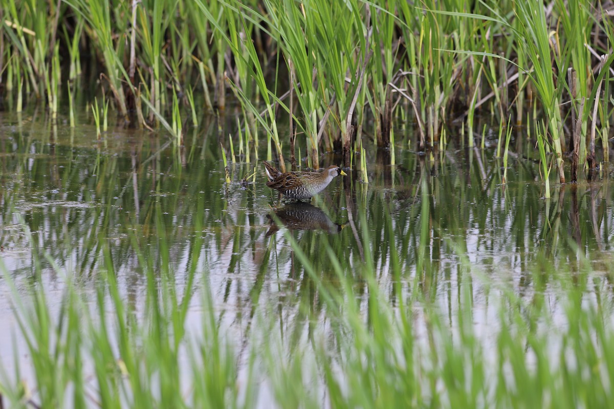 カオグロクイナ - ML444455451