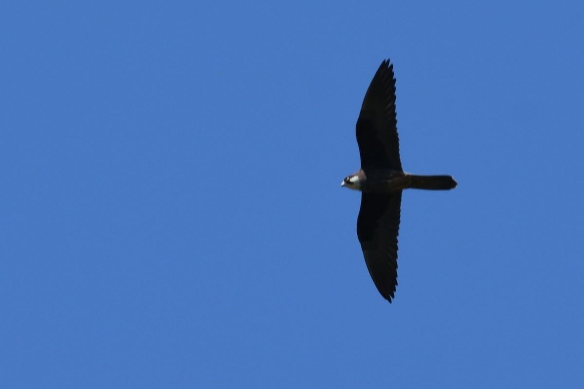 ostříž jižní - ML444455781