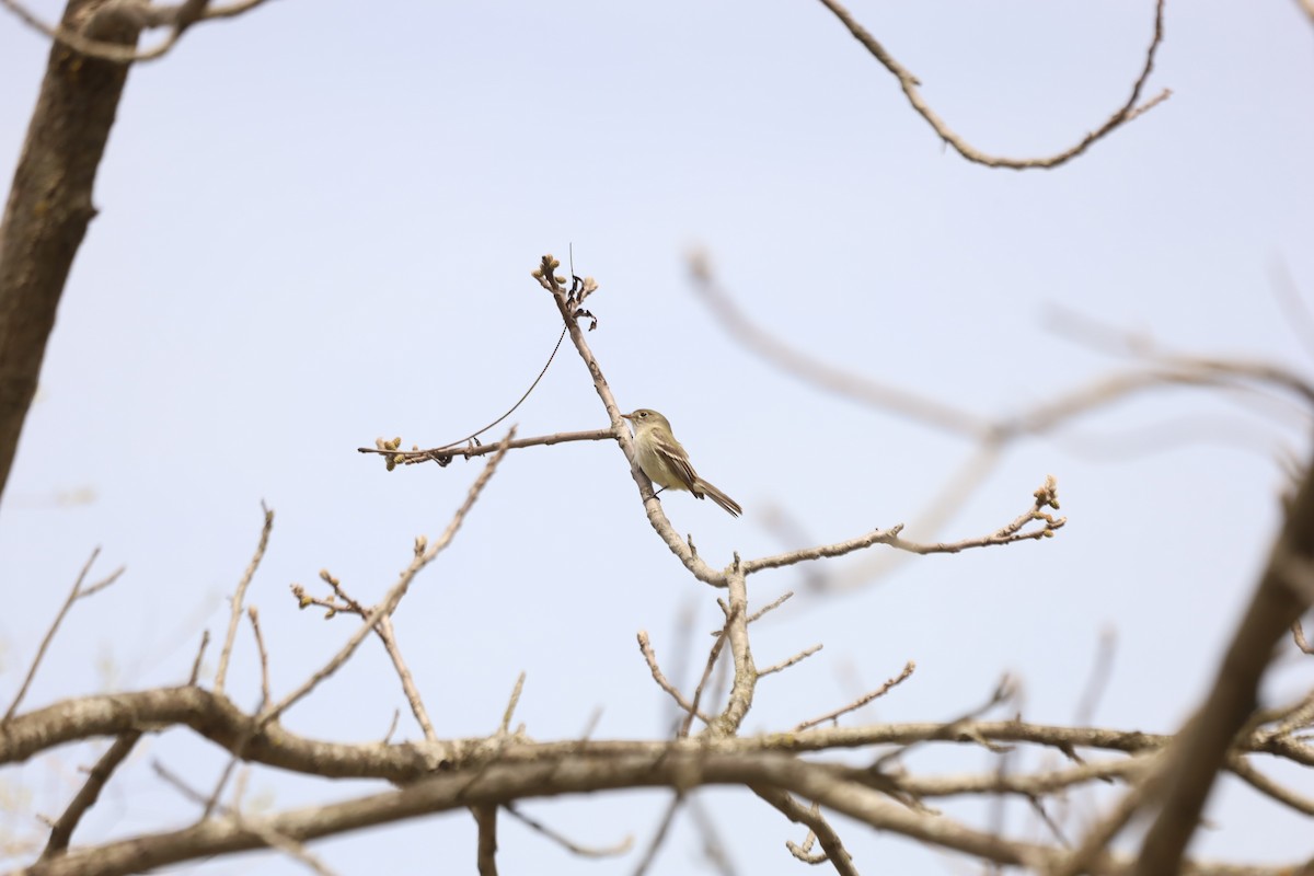 Least Flycatcher - ML444456011