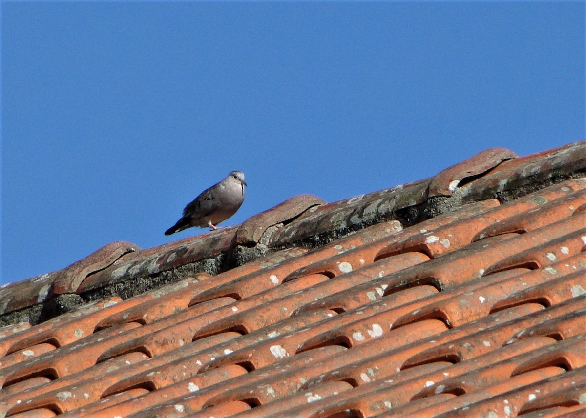 Plain-breasted Ground Dove - ML44445711