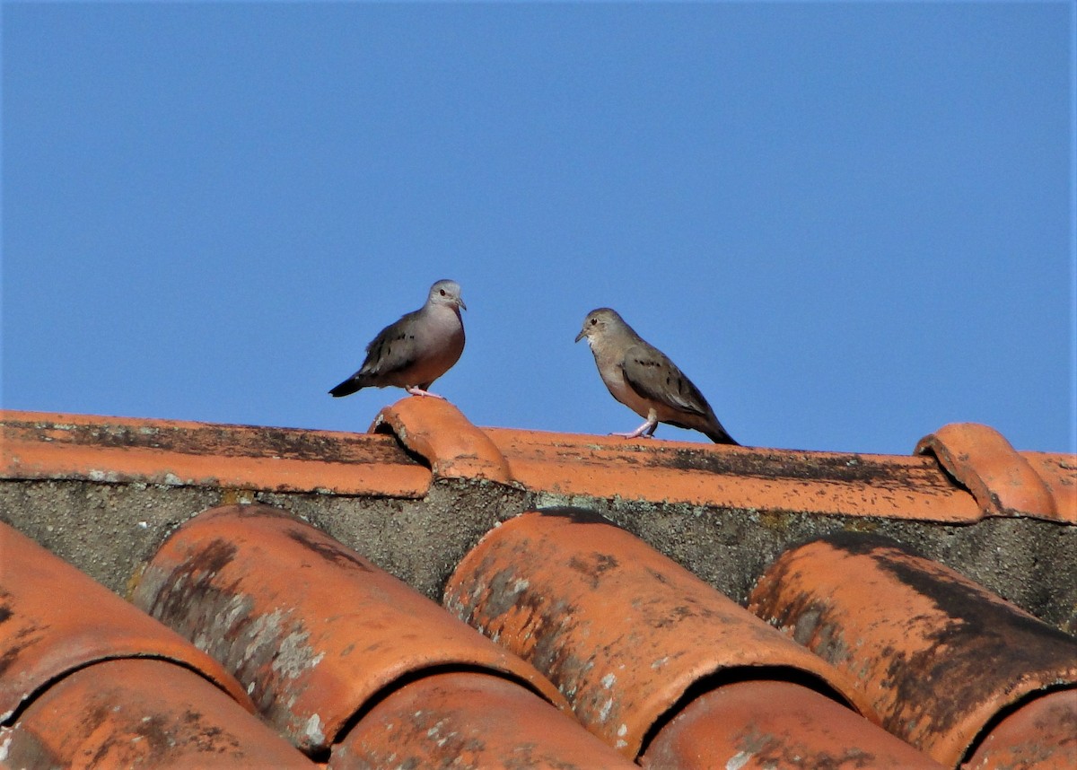 Plain-breasted Ground Dove - ML44445721