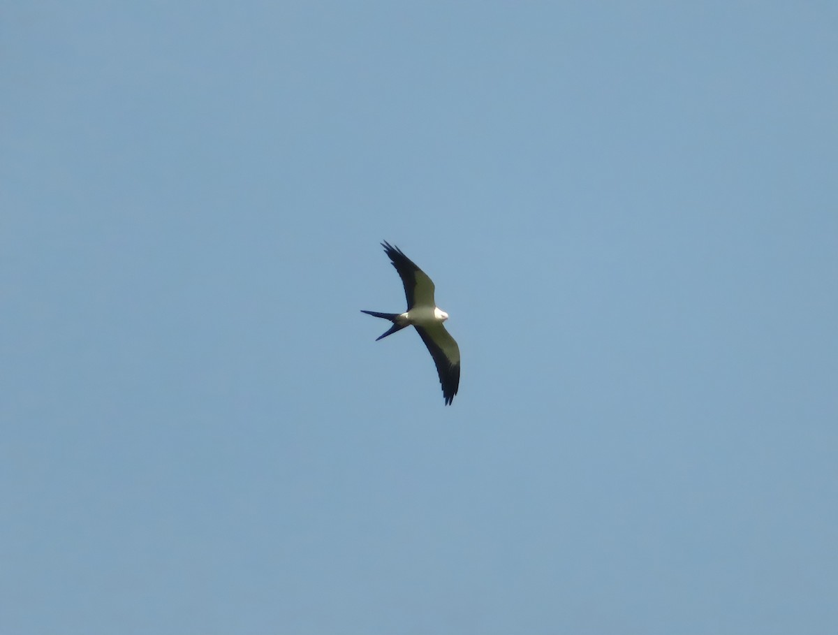 Swallow-tailed Kite - ML444458191