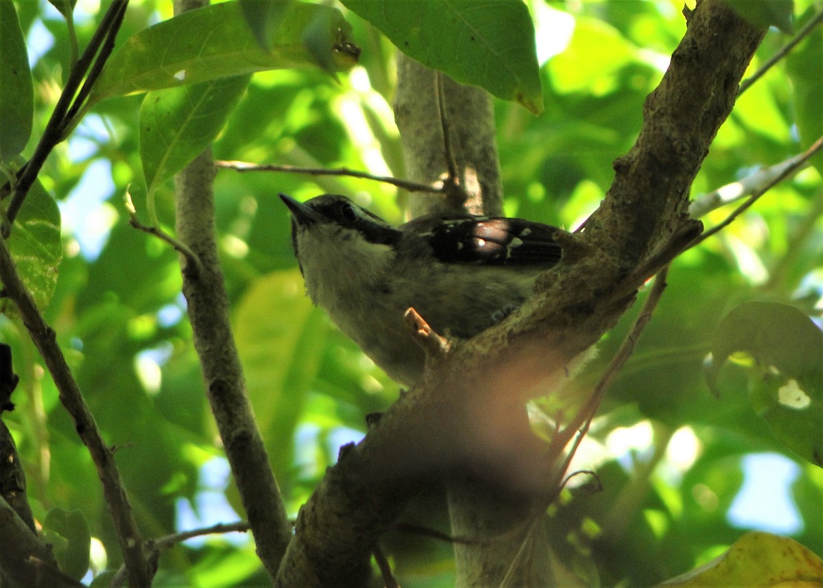 Serraameisenfänger (littoralis) - ML44445881