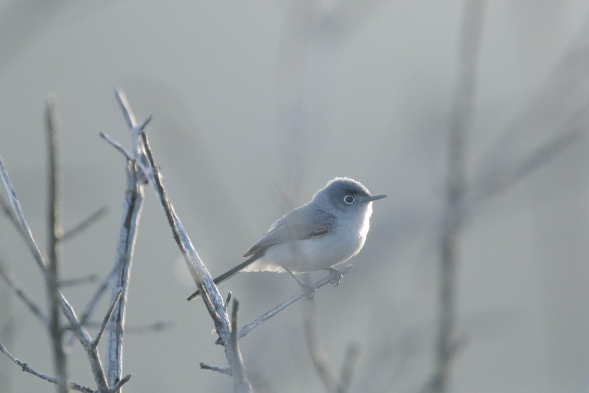 Blue-gray Gnatcatcher - Ryan Terrill