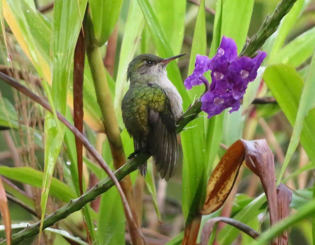 Black-bellied Hummingbird - ML444459211