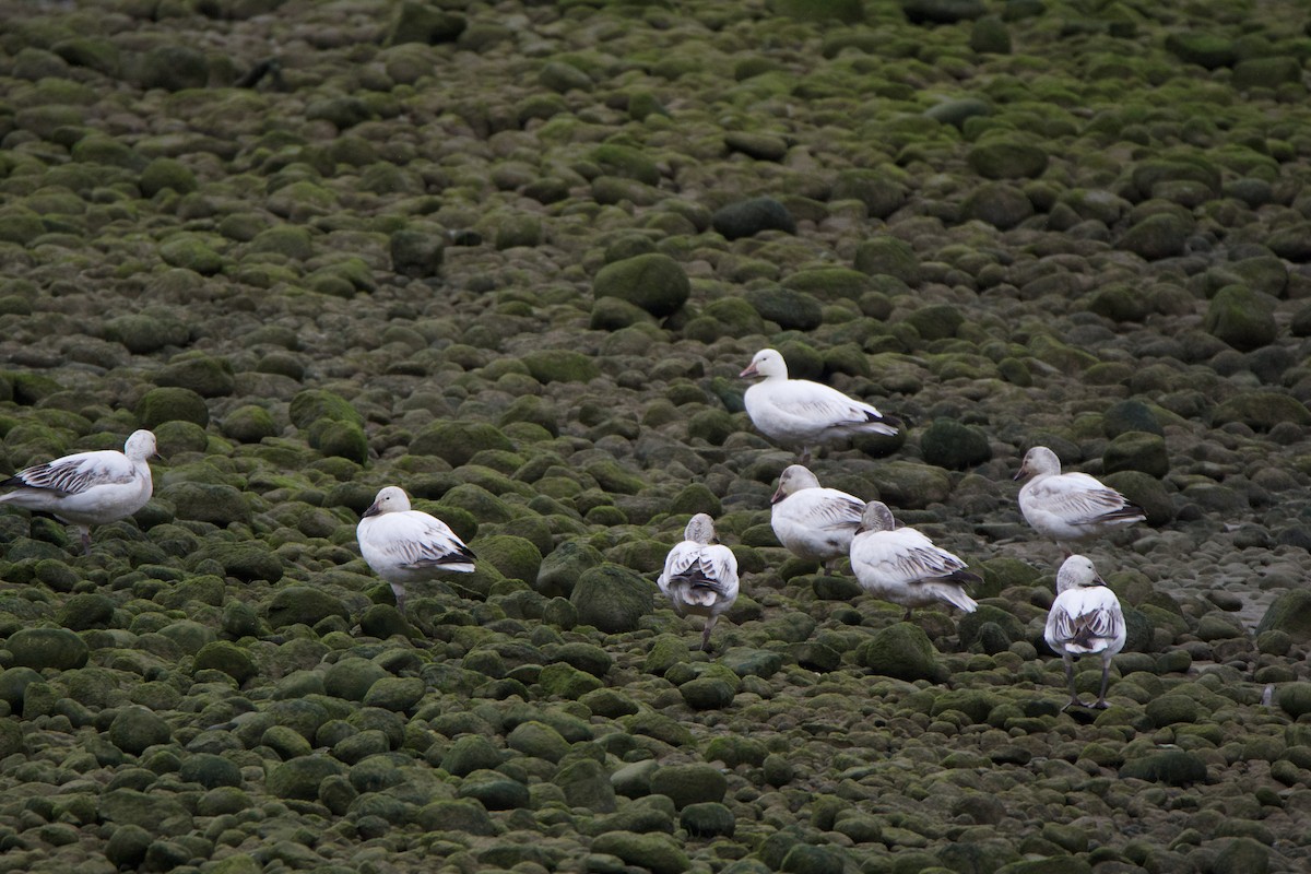 Snow Goose - ML444459401