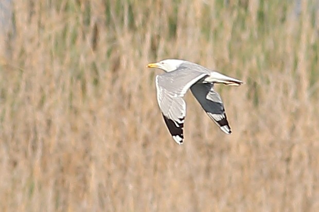 Gaviota del Caspio - ML444459841