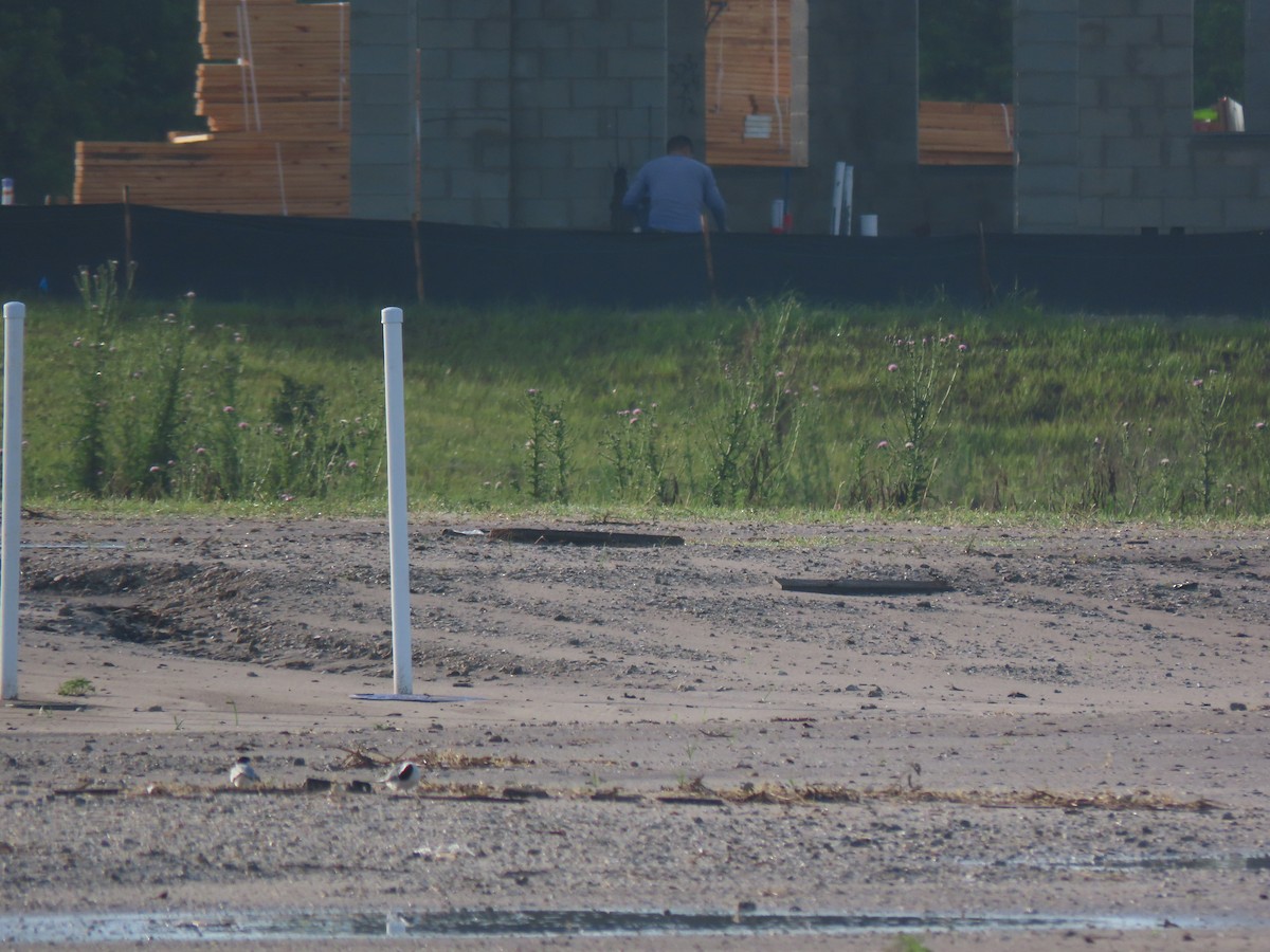 Least Tern - ML444460091