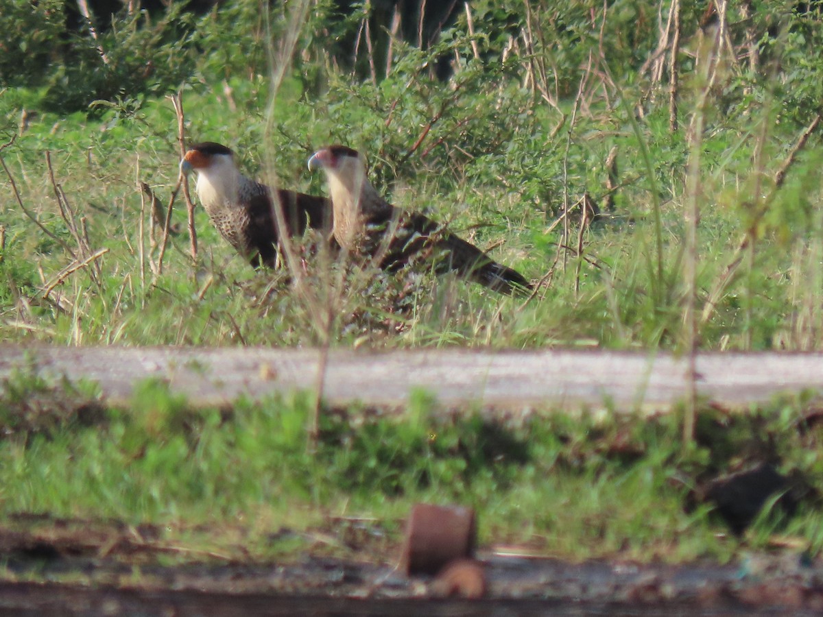 Crested Caracara - ML444460251