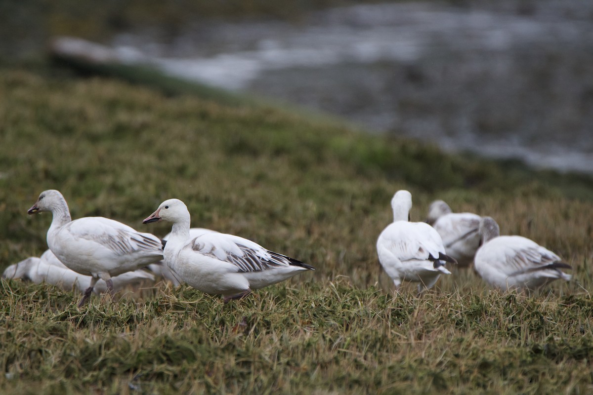Snow Goose - ML444460271