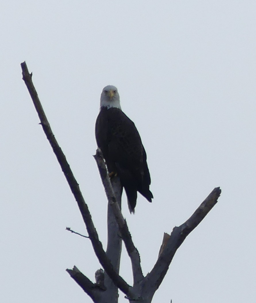 Bald Eagle - ML44446031