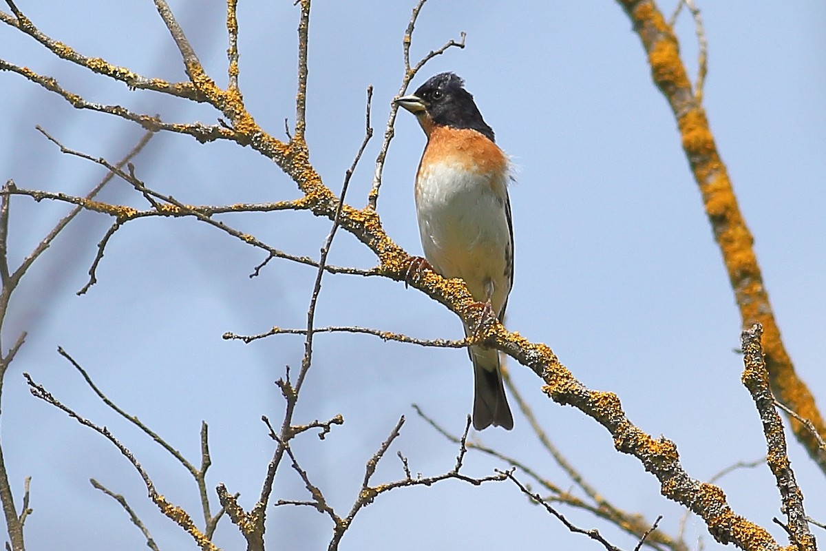 Brambling - ML444460381