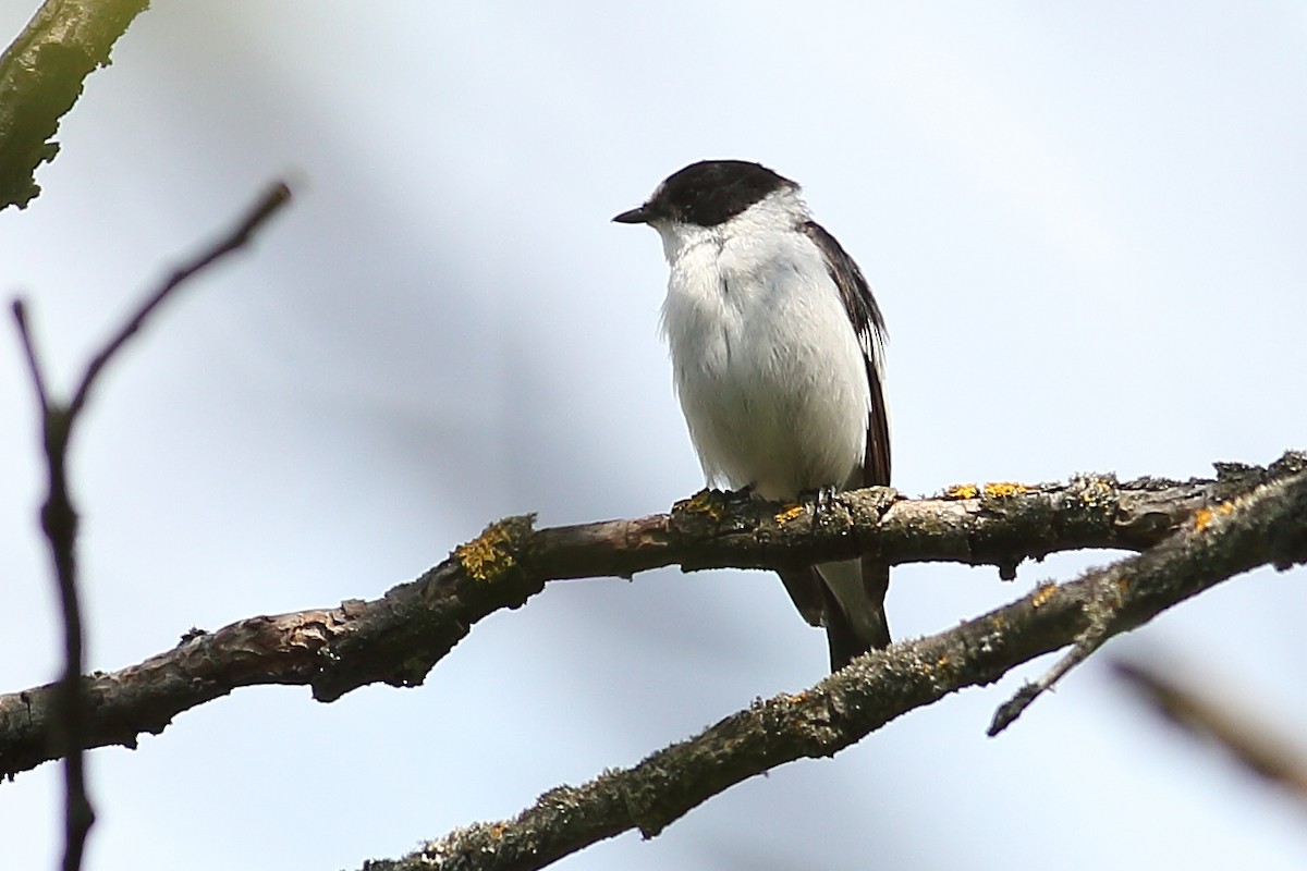 Semicollared Flycatcher - ML444460471