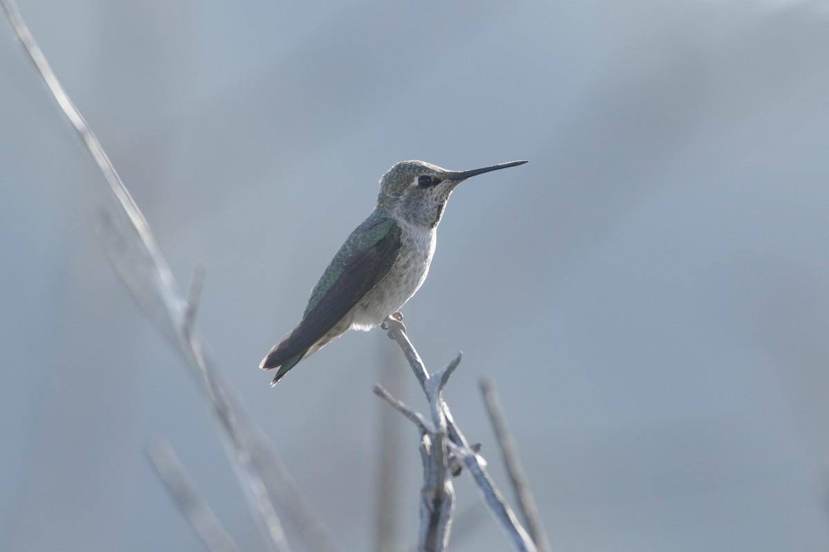 Anna's Hummingbird - ML444460701